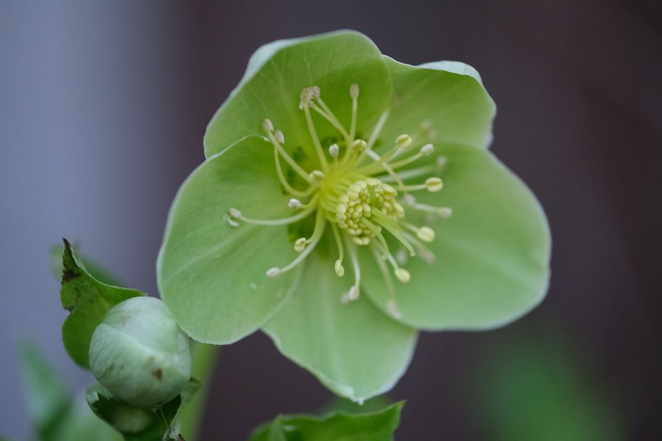 a light green hellebore flower