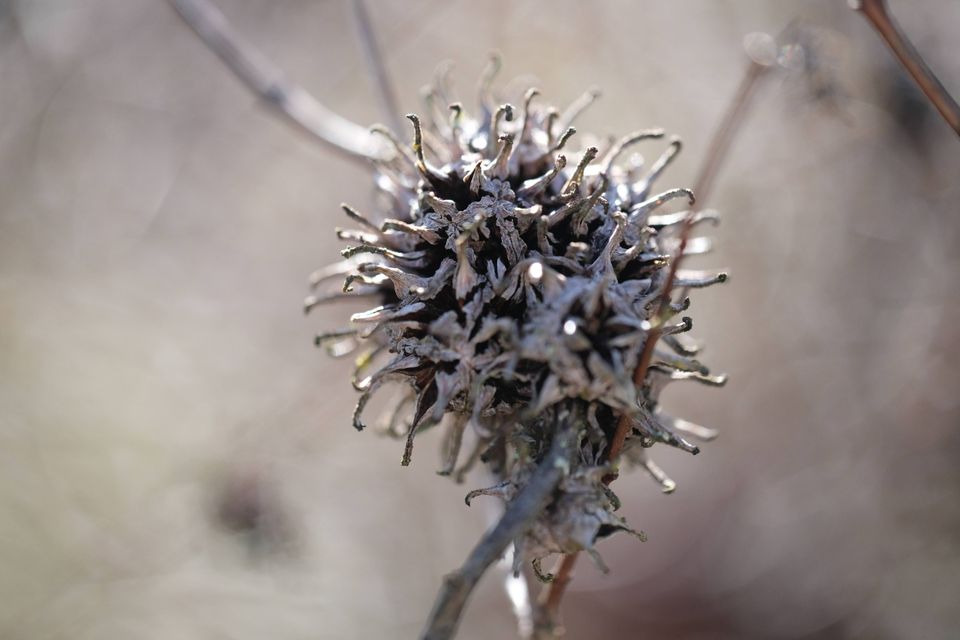 a dried gum tree seed pod