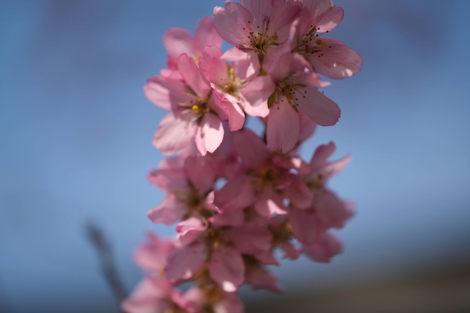 pink flowers on a branch