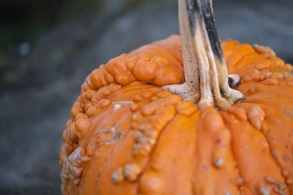 a warty pumpkin
