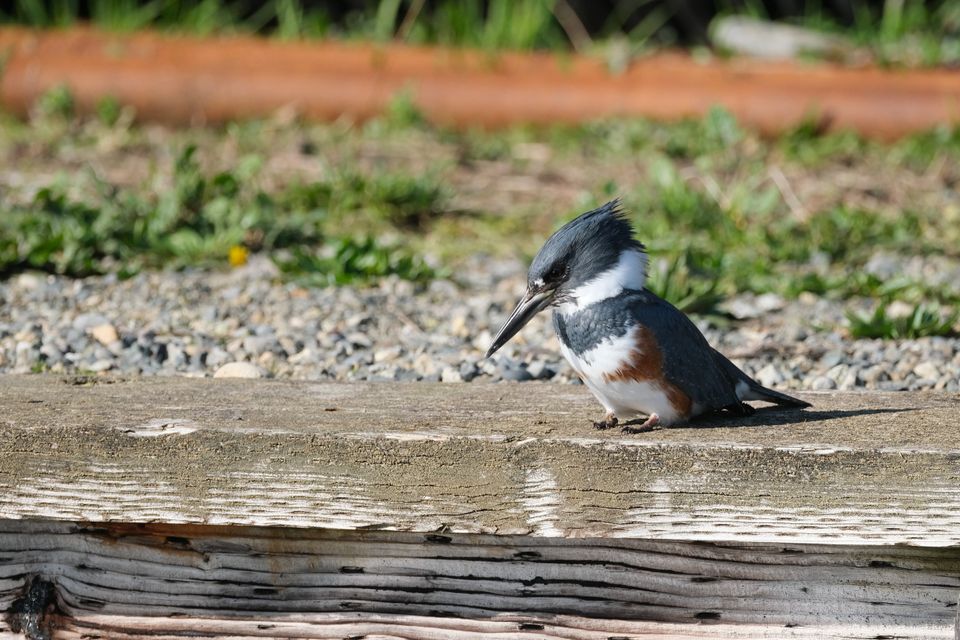 a kingfisher looks contemplatively downwards