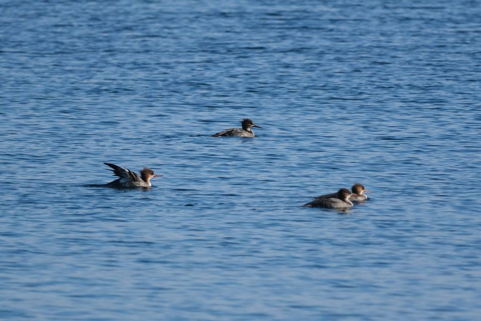 four merganser ducks float in calm water