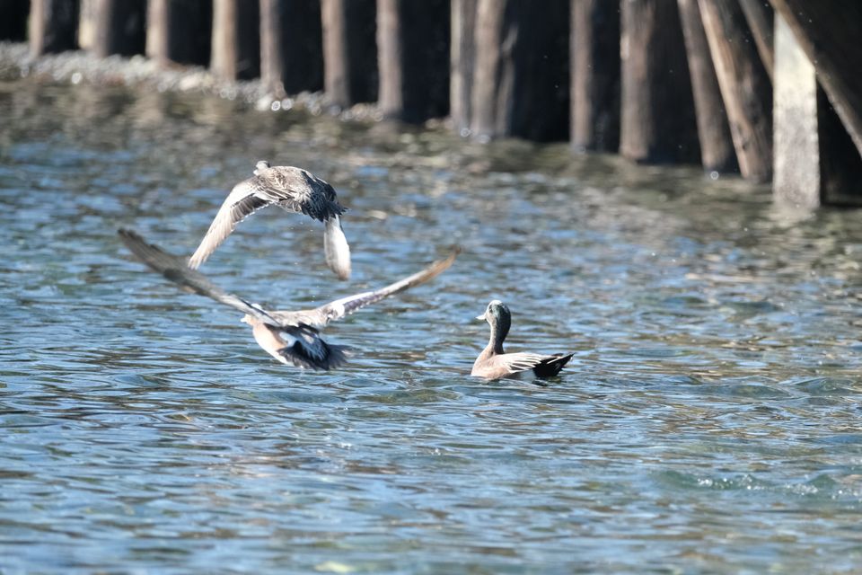 one duck floats in the water, while another two have just taken off